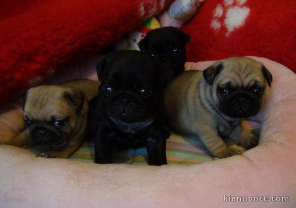 Adorable bébés chiots carlin