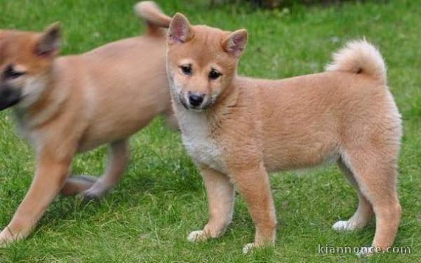 Chiots shiba a donner 