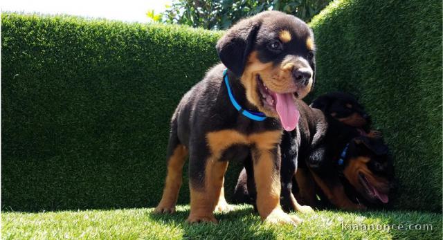 A donner chiots rottweiler 