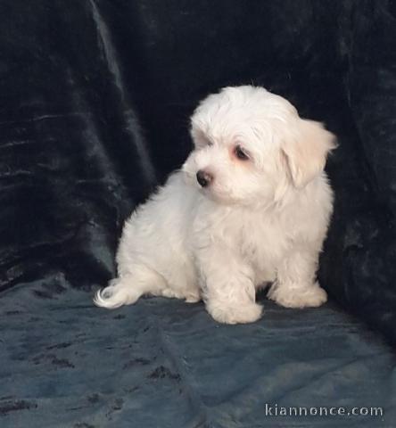 DISPONIBLE Chiot mâle Bichon 