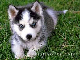 disponible de suite bb Husky de Sibérie.