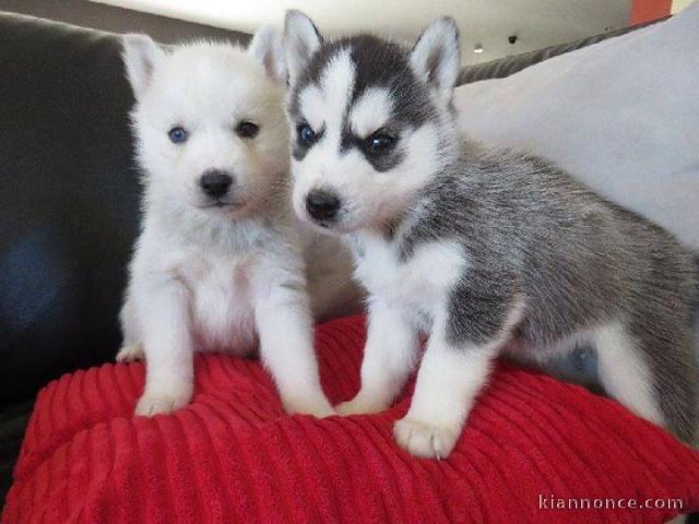 disponible de suite bb Husky de Sibérie.