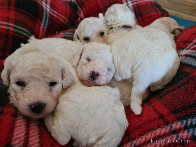 Donne contre bon soins Magnifiques chiots bichon frise lof 