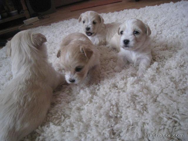 Donne contre bon soins Magnifiques chiots bichon frise lof 