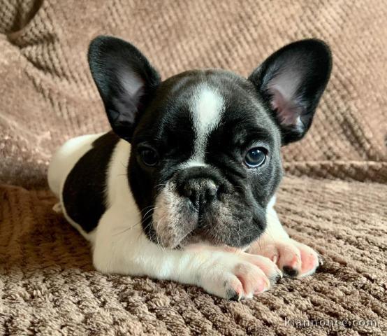 Donne contre bon soins Magnifiques chiots Bouledogue Français