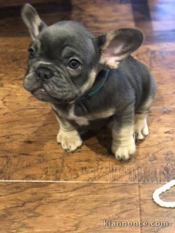 magnifiques chiots type Bouledogue Français contre bon soin