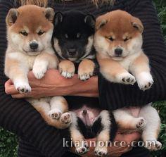 superbes chiots shiba inu