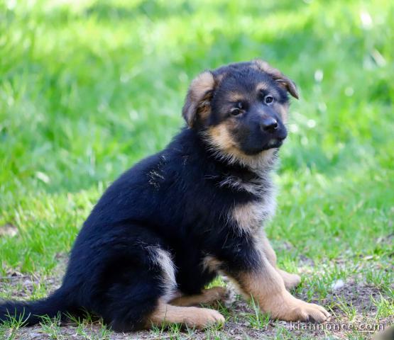 chiot berger allemand