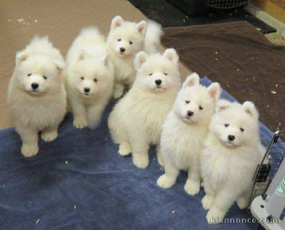 magnifiques chiots samoède