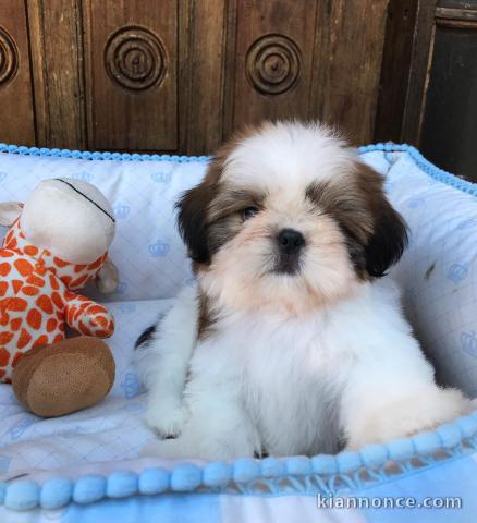 Chiots male et femelle shih tzu a donner