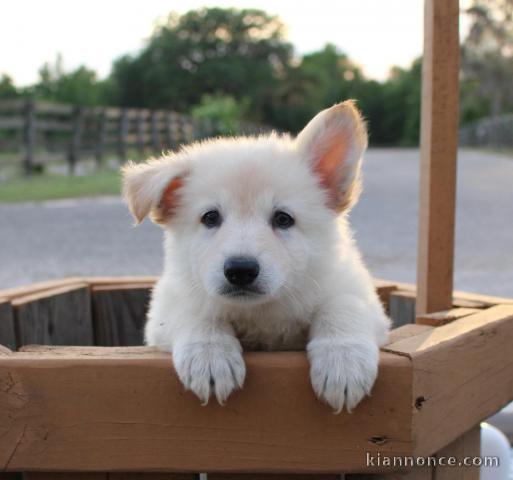 CHIOTS BERGERS BLANC SUISSE 