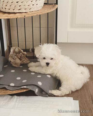 Deux chiots bichon maltais mâle et femelle a donner