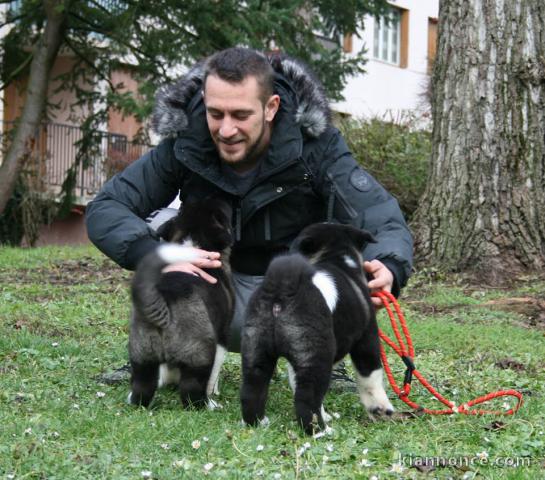 Chiots akita américain