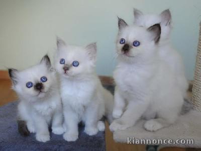 chatons sacre de birmanie disponible pour noel