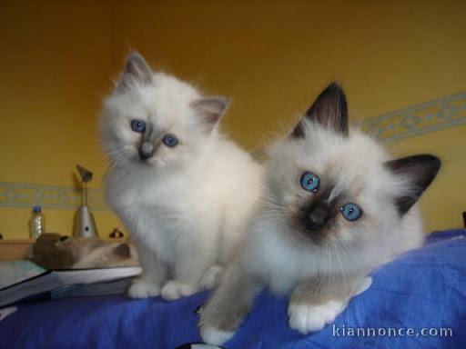 chatons sacre de birmanie disponible pour noel