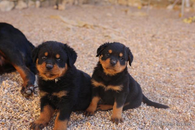 Chiots Rottweiler Adorable