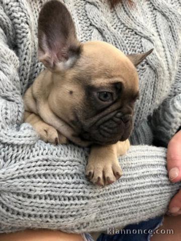 mignons chiots bouledogue français