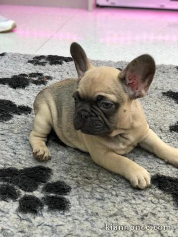 mignons chiots bouledogue français