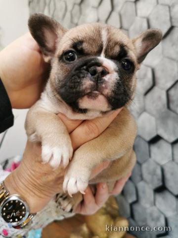 A donner magnifique chiot mâle et femelle Bouledogue français.