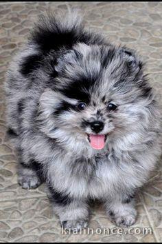 Superbes chiots type Spitz  Nain