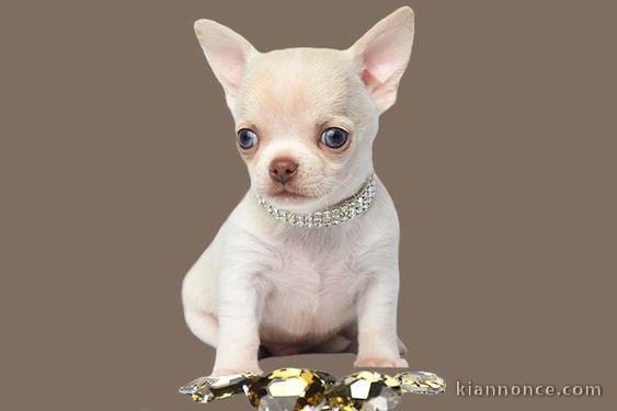 propose  chiots chihuahua