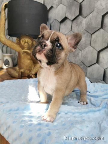 A donner magnifique chiots mâle et femelle Bouledogue français.