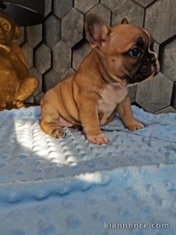 A donner magnifique chiots mâle et femelle Bouledogue français.