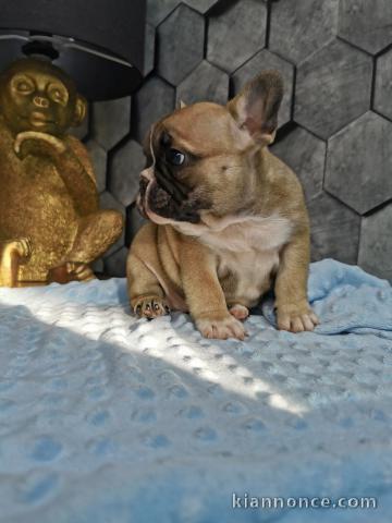 A donner magnifique chiots mâle et femelle Bouledogue français.