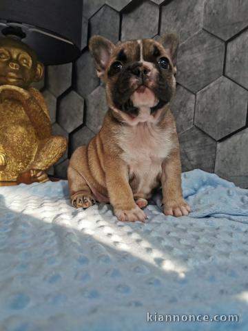 A donner magnifique chiots mâle et femelle Bouledogue français.