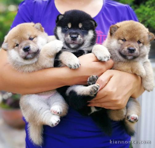 Mignon Loulou chiots type Shiba Inu  LOF