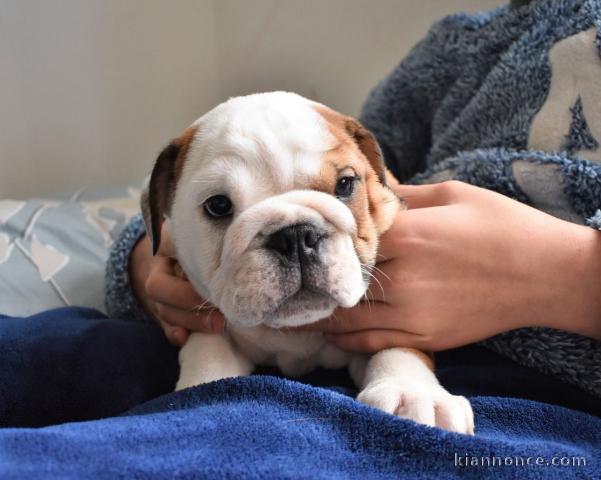 magnifiques Chiots Bouledogue Anglais LOF