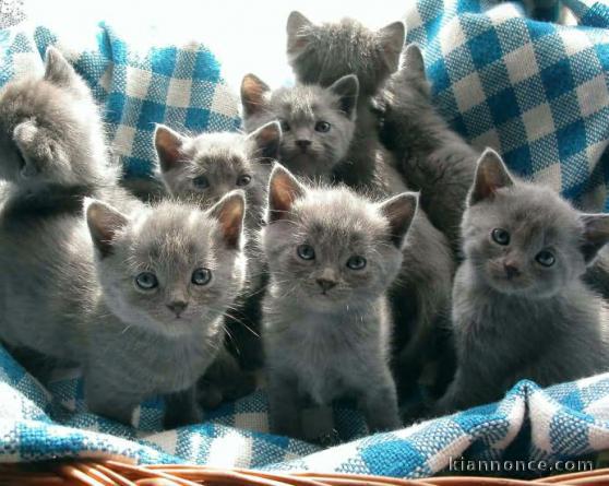 3 Bb Chatons Chartreux Disponibles