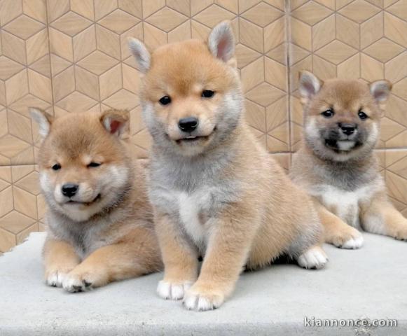 Shiba Inu de pure beauté