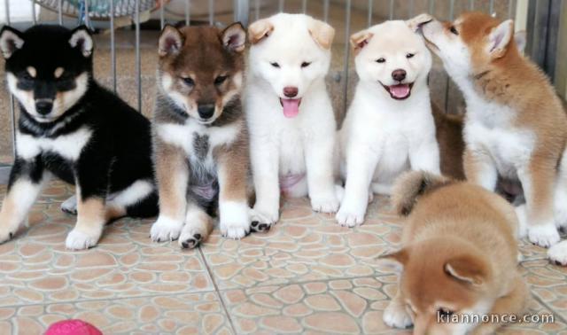 Shiba Inu de pure beauté