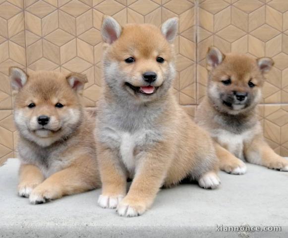 Shiba Inu de pure beauté