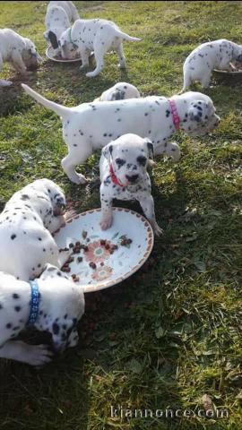 Chiots Dalmatien Adorable