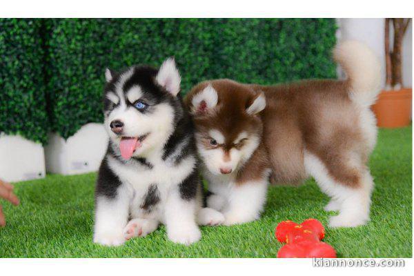 chiot husky sibérien disponible 