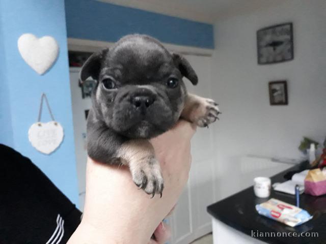 Bouledogue français. Disponible de suite