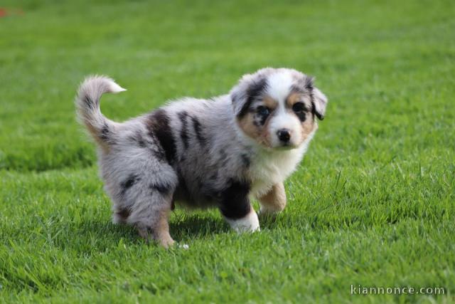 SUPERBES CHIOTS BERGER AUSTRALIEN