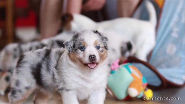 SUPERBES CHIOTS BERGER AUSTRALIEN