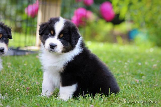 SUPERBES CHIOTS BERGER AUSTRALIEN