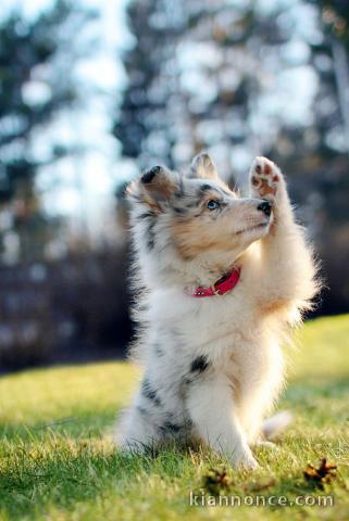 SUPERBES CHIOTS BERGER AUSTRALIEN