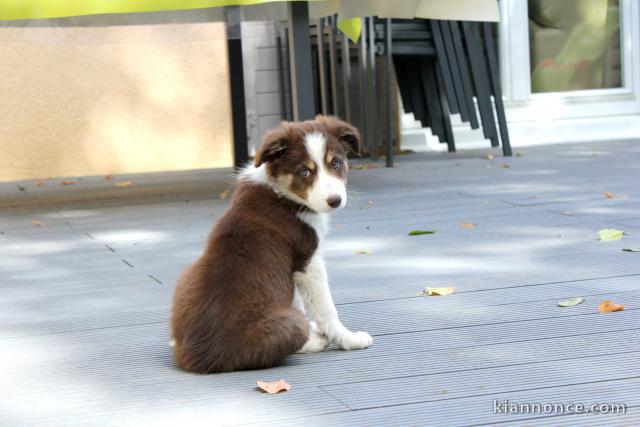 Chiots Border Collie adorable