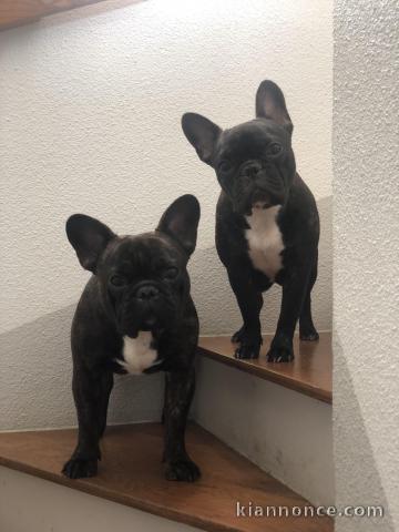 Chiots bouledogue français 