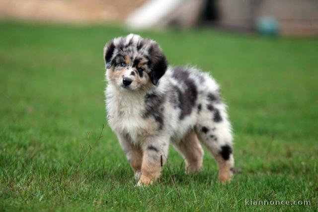 Donne Magnifiques chiots Berger Australien