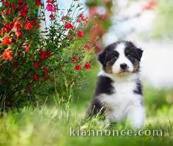 SUPERBES CHIOTS BERGER AUSTRALIEN