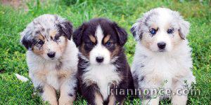 SUPERBES CHIOTS BERGER AUSTRALIEN