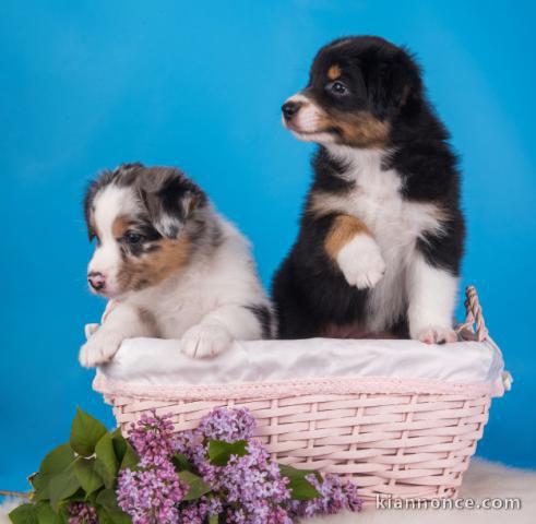 SUPERBES CHIOTS BERGER AUSTRALIEN