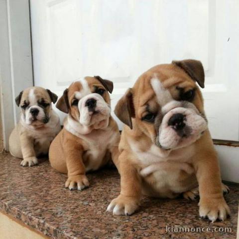 Mâles et femelles bulldog anglais lof