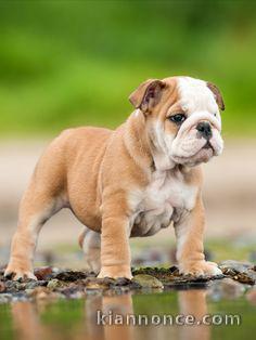 Mâles et femelles bulldog anglais lof